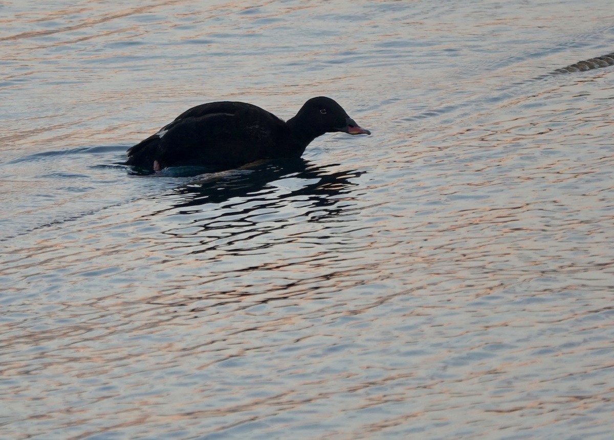 Stejneger's Scoter - ML641699094