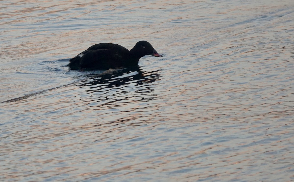 Stejneger's Scoter - ML641699096