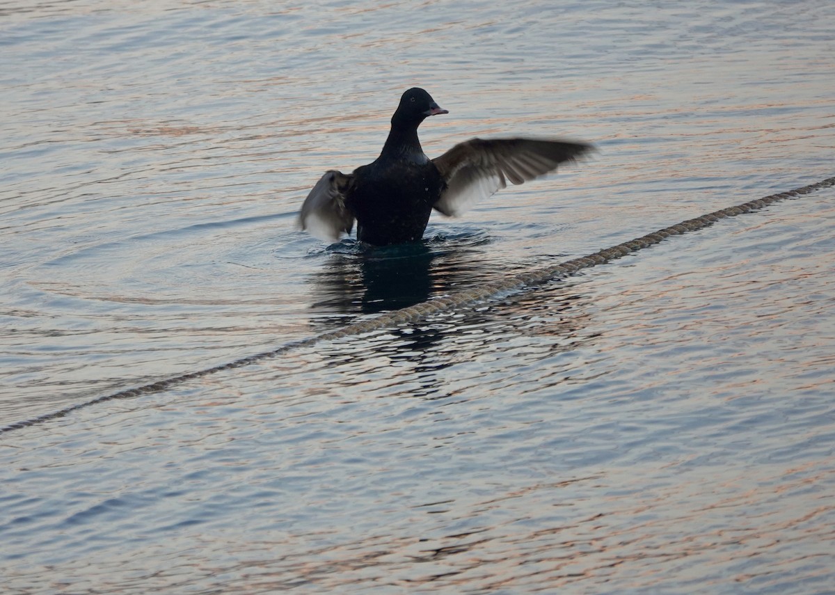 Stejneger's Scoter - ML641699098