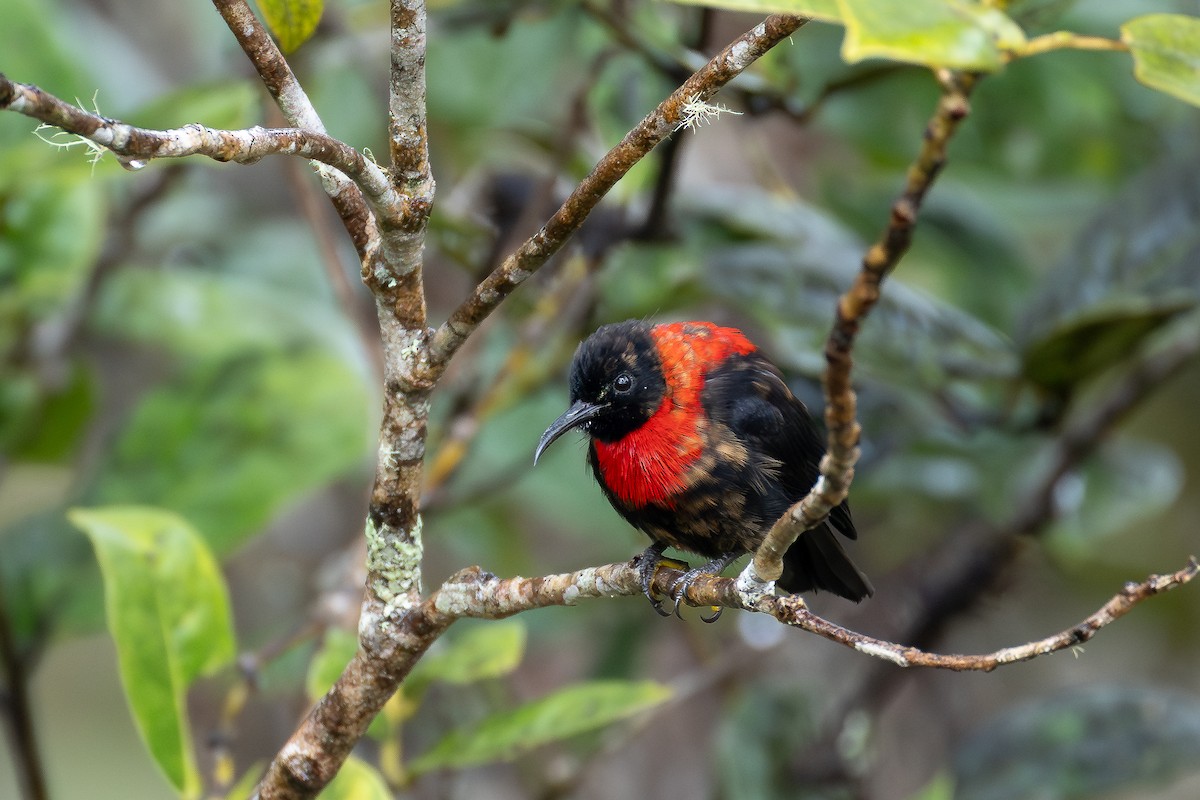 Red-collared Myzomela - ML641699100