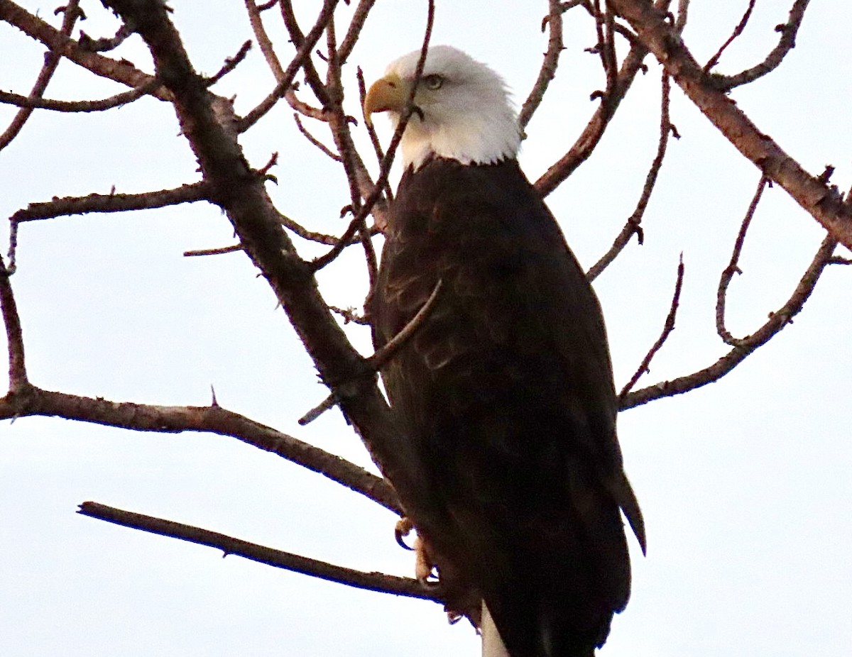 Bald Eagle - ML641699103