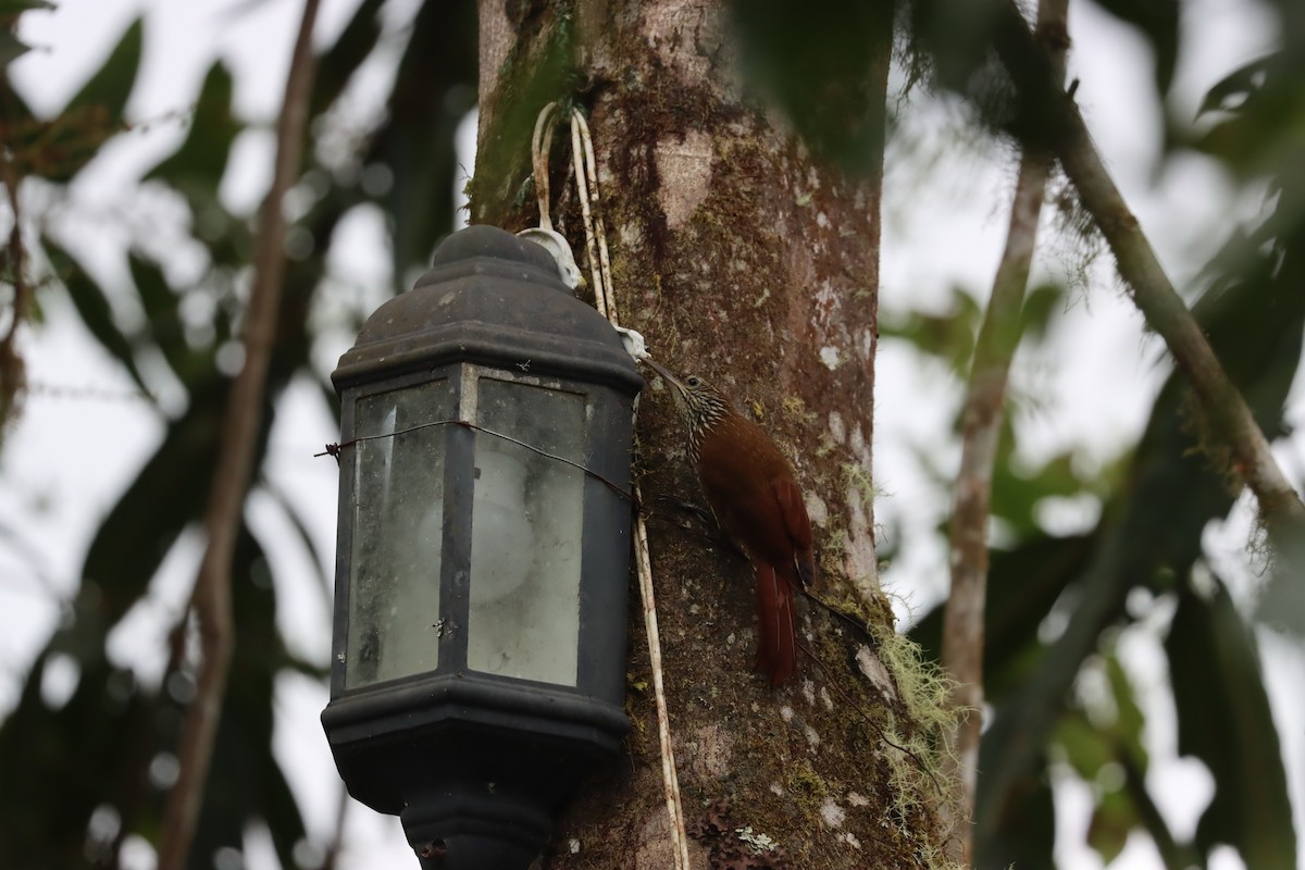 Montane Woodcreeper - ML641699104