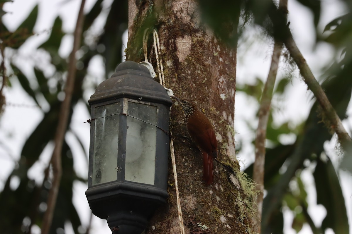 Montane Woodcreeper - ML641699105