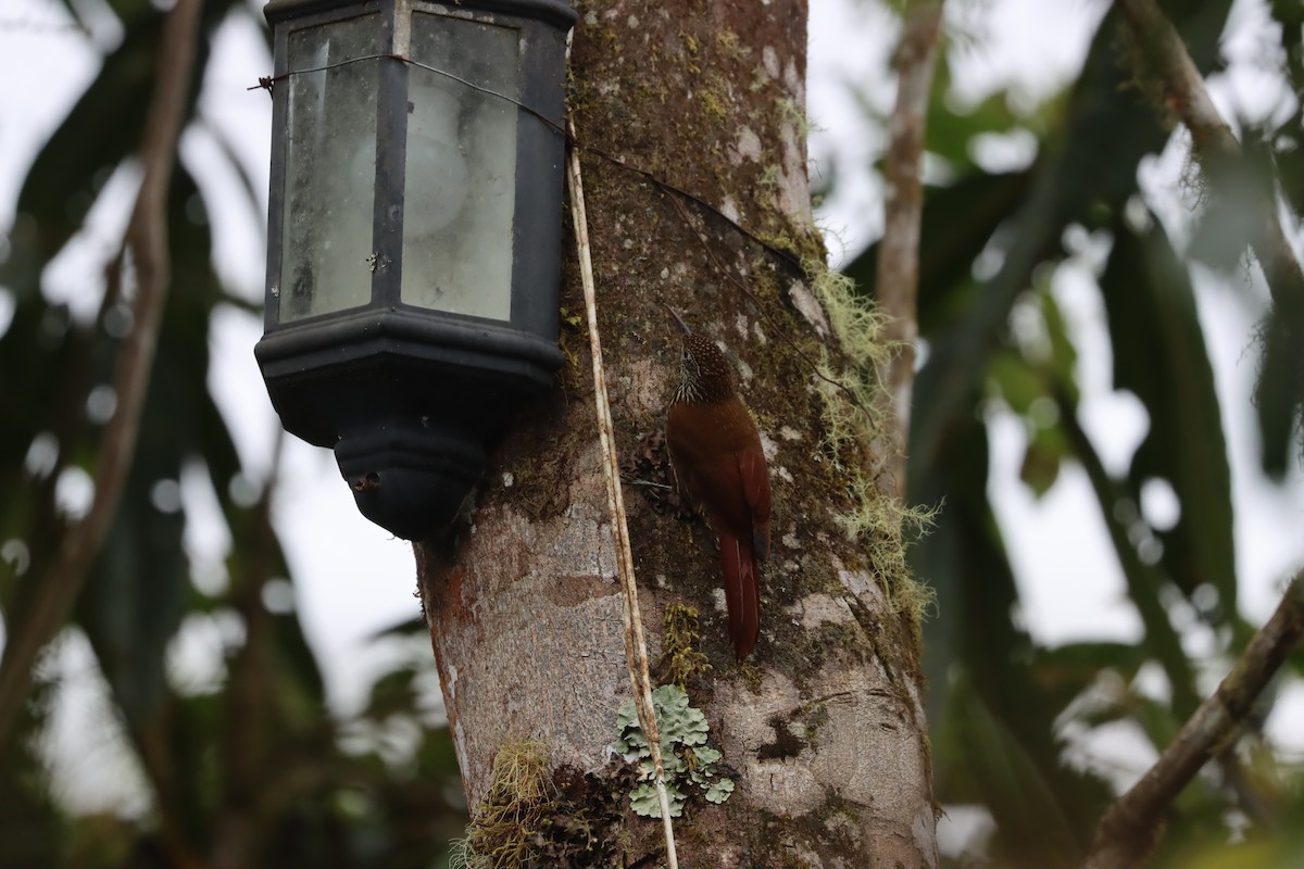 Montane Woodcreeper - ML641699106