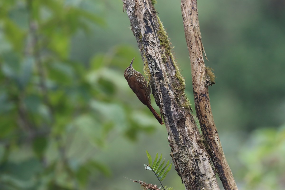 Montane Woodcreeper - ML641699107