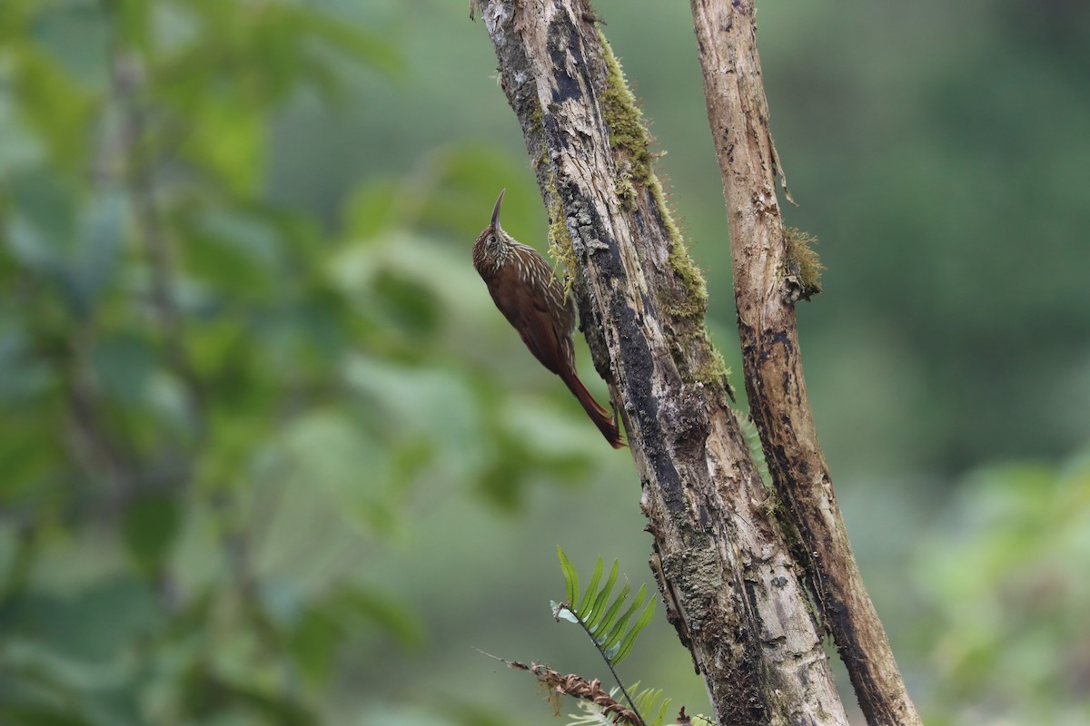 Montane Woodcreeper - ML641699108