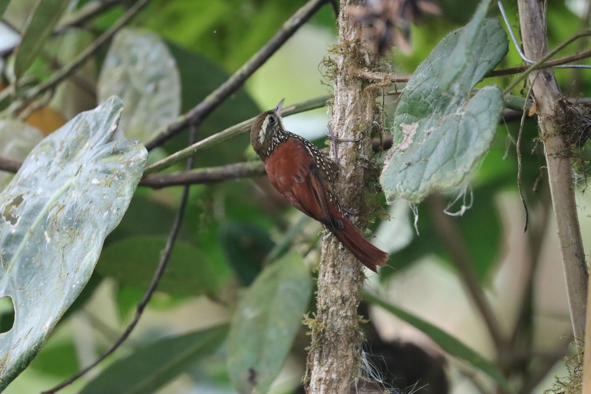 Pearled Treerunner - ML641699117
