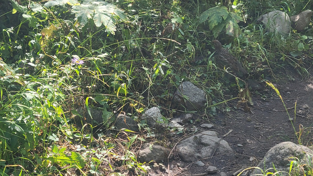 Dusky Grouse - ML641699119