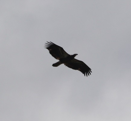 Bald Eagle - ML641699122