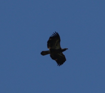 Bald Eagle - ML641699123