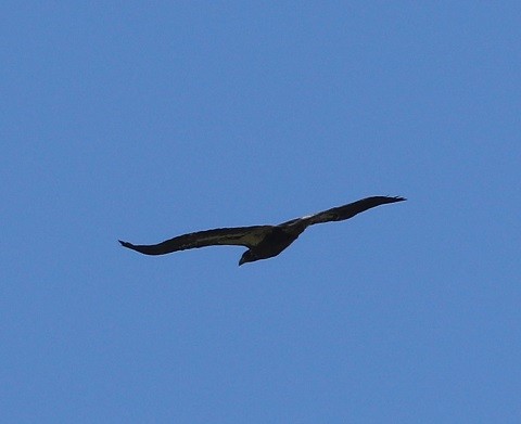 Bald Eagle - ML641699124
