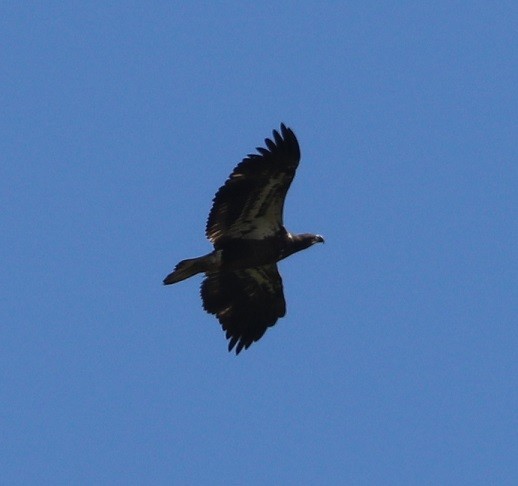 Bald Eagle - ML641699125