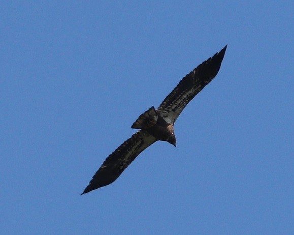 Bald Eagle - ML641699126