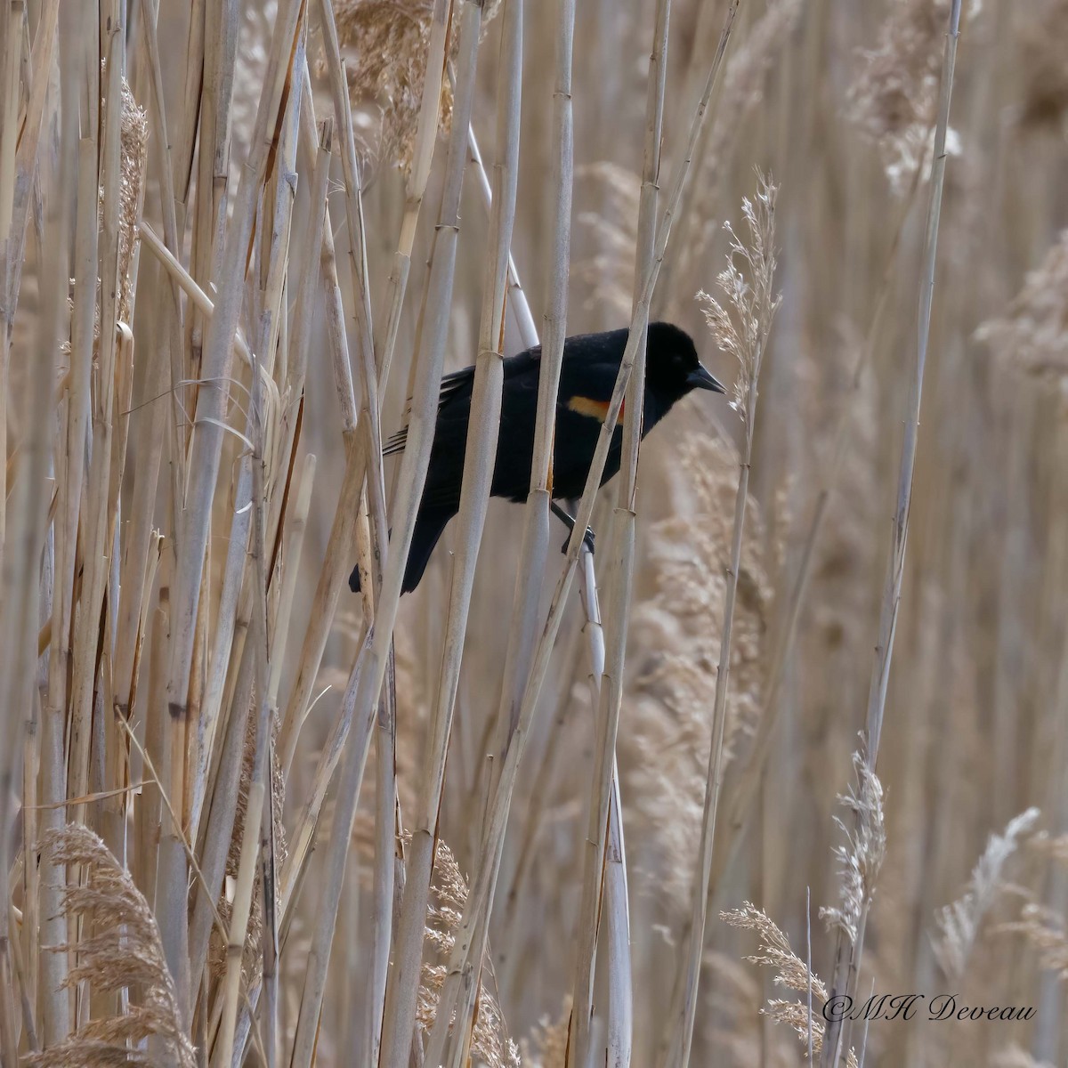 Red-winged Blackbird - ML641699139