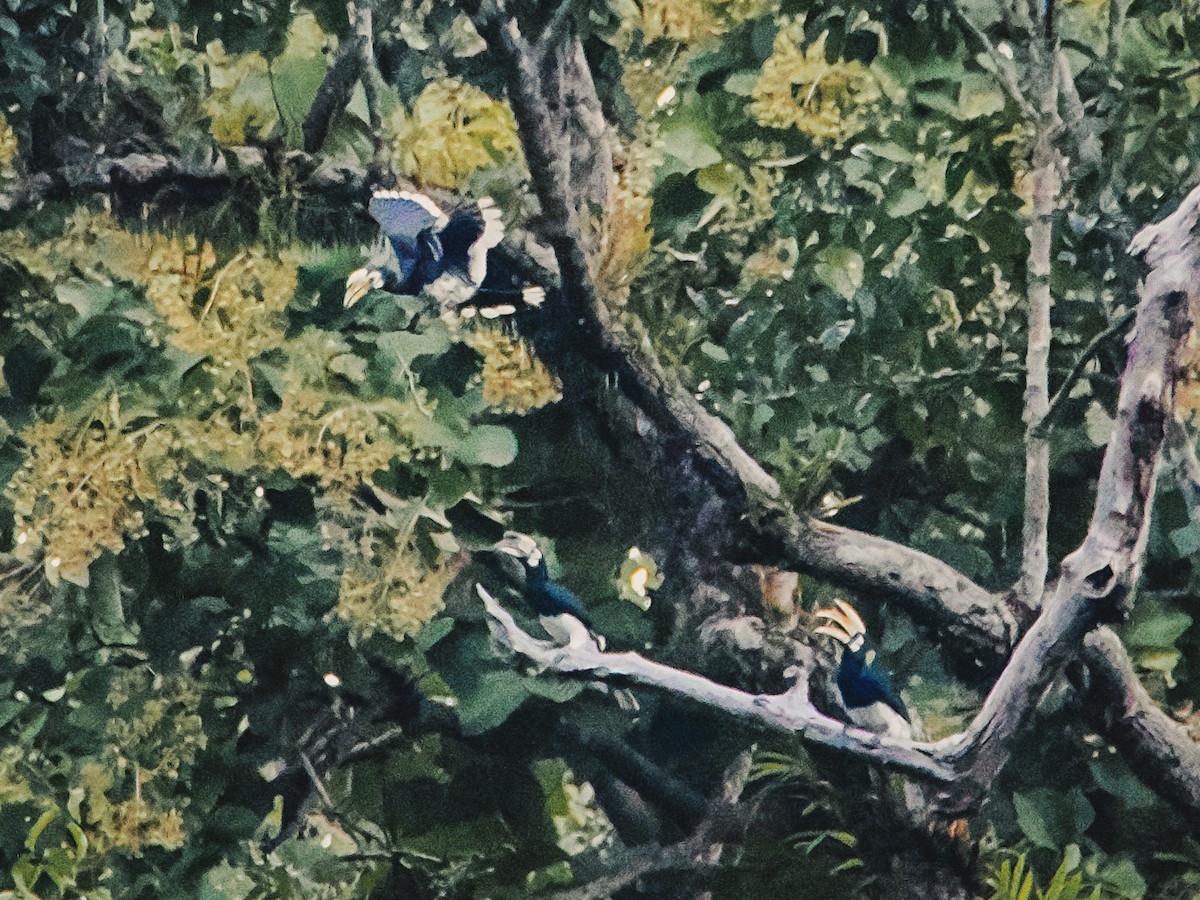 Oriental Pied-Hornbill - ML641699156