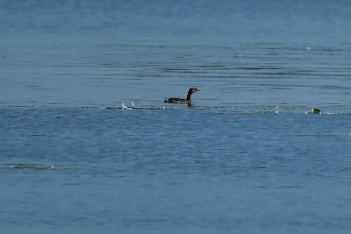 Pied-billed Grebe - ML641699159