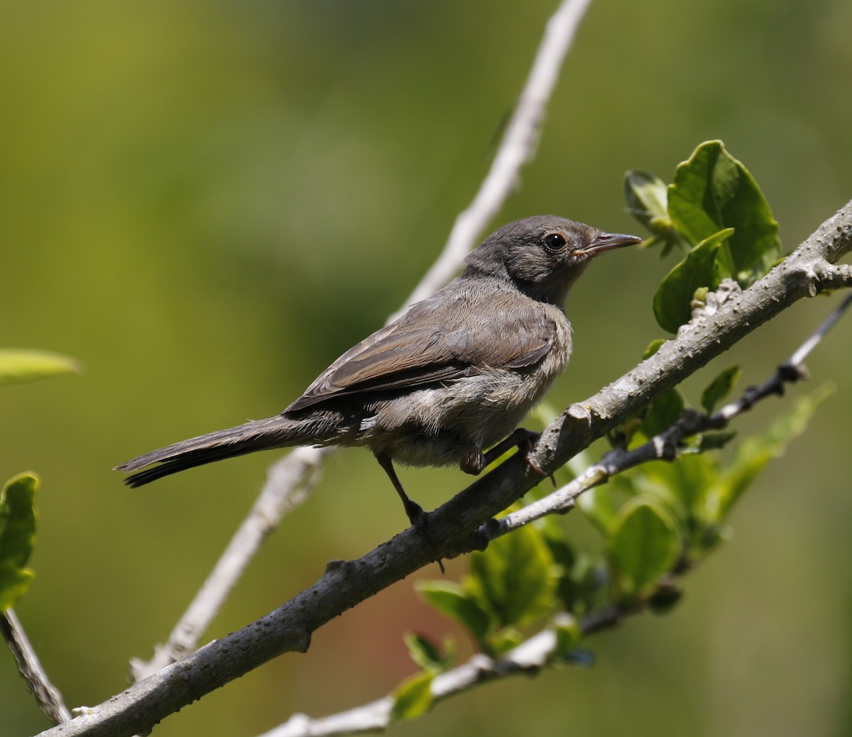 Western Subalpine Warbler - ML641699164