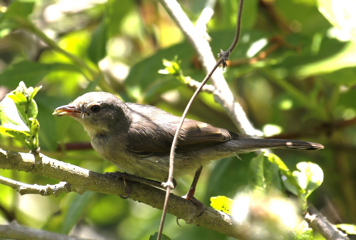 Western Subalpine Warbler - ML641699165