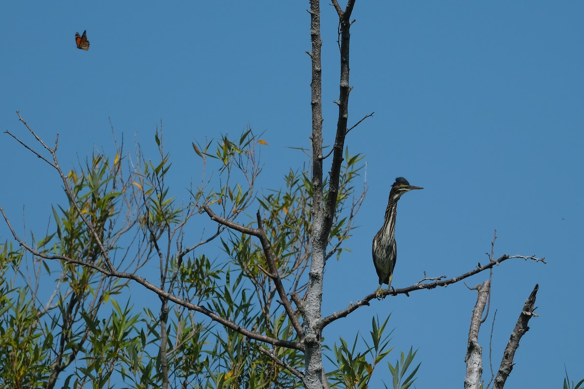 Green Heron - ML641699166