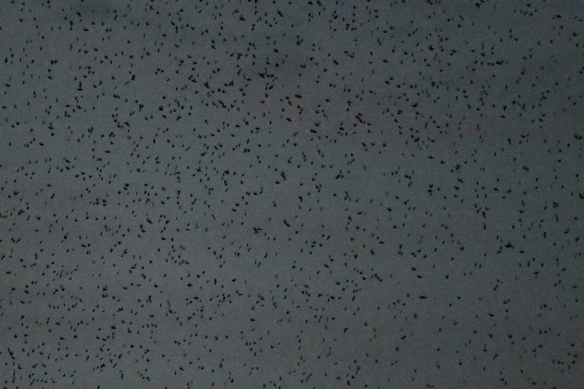 Tree Swallow - ML641699168