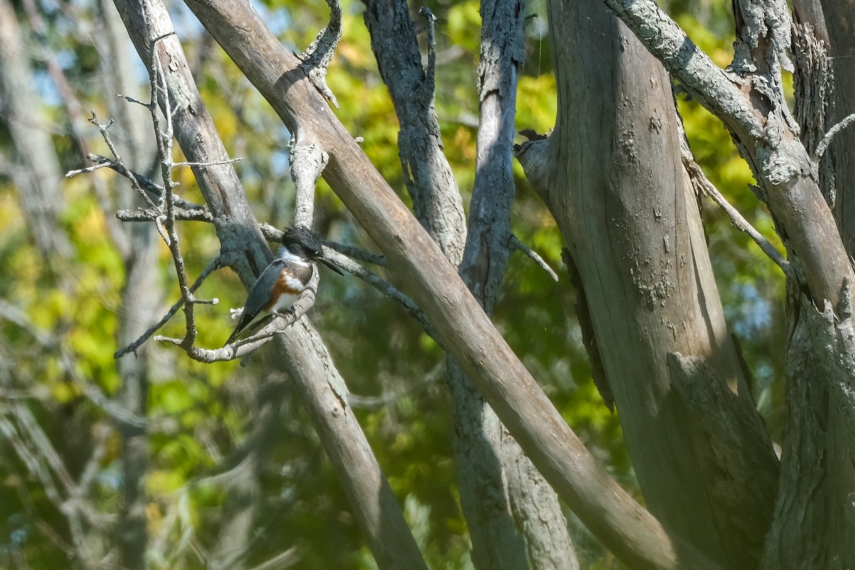 Belted Kingfisher - ML641699175