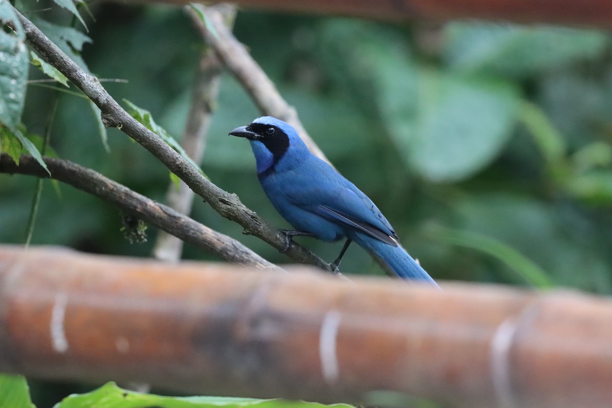 Turquoise Jay - ML641699182