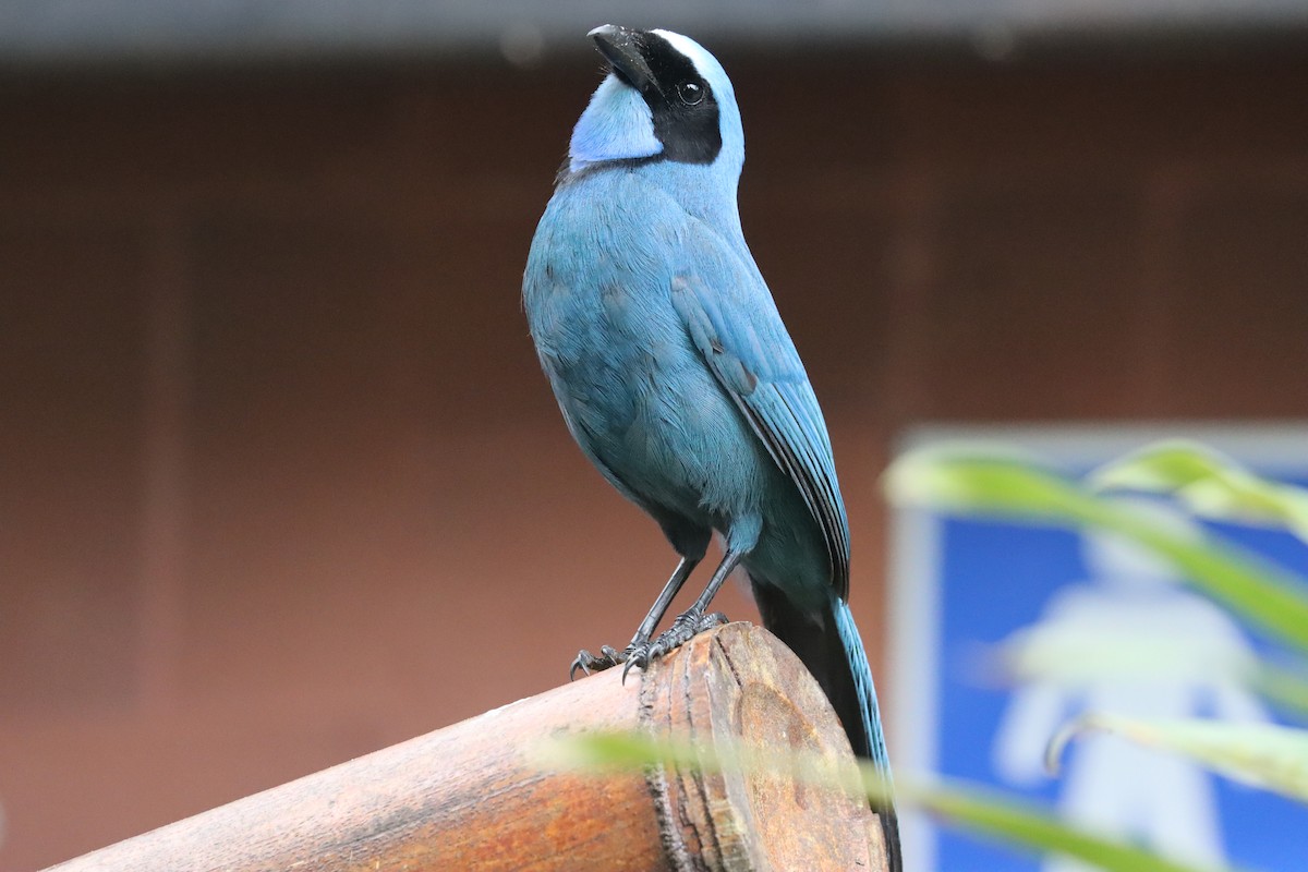 Turquoise Jay - ML641699183