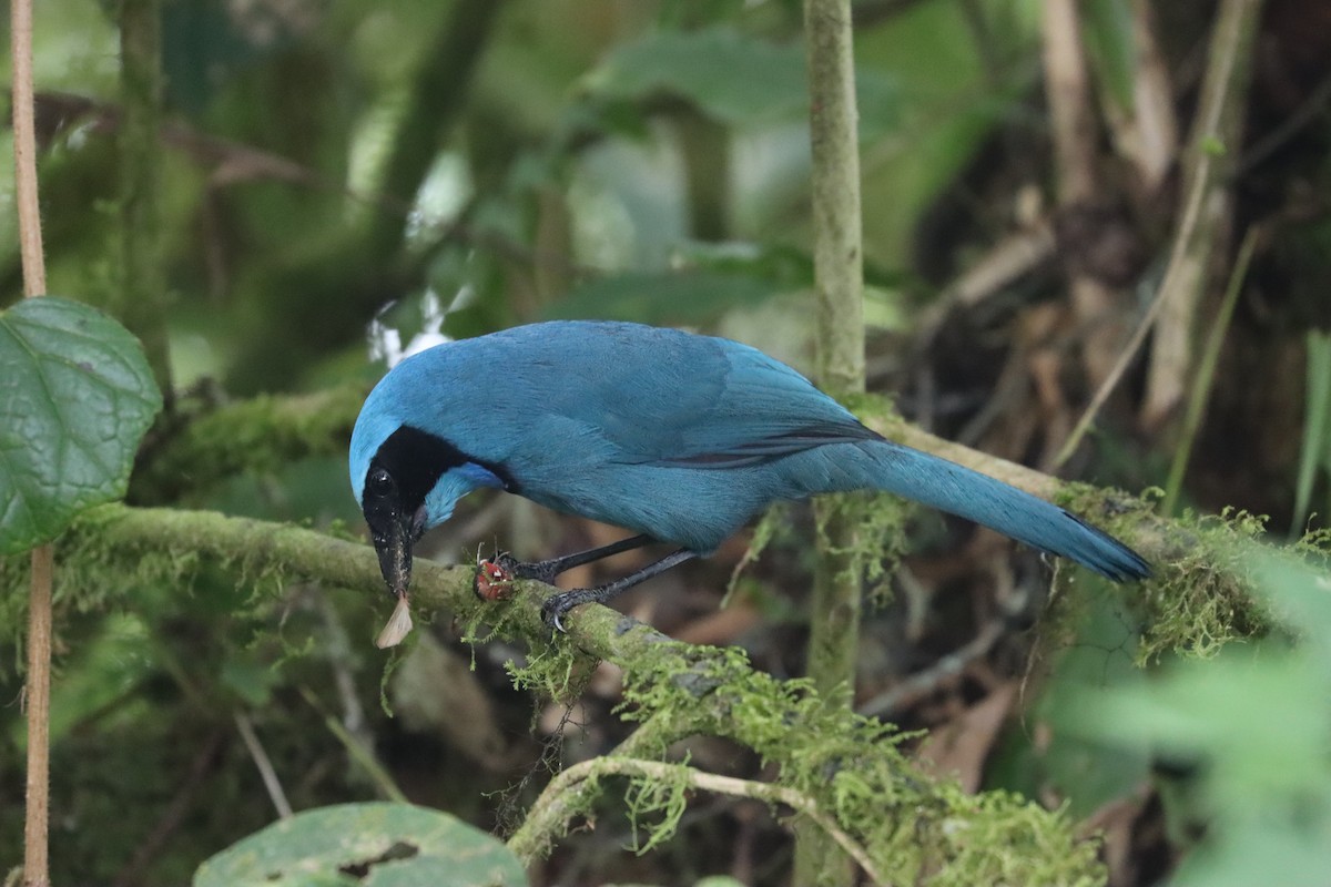Turquoise Jay - ML641699184