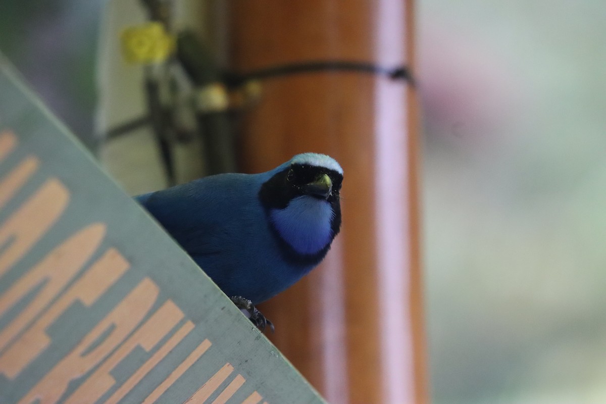 Turquoise Jay - ML641699185