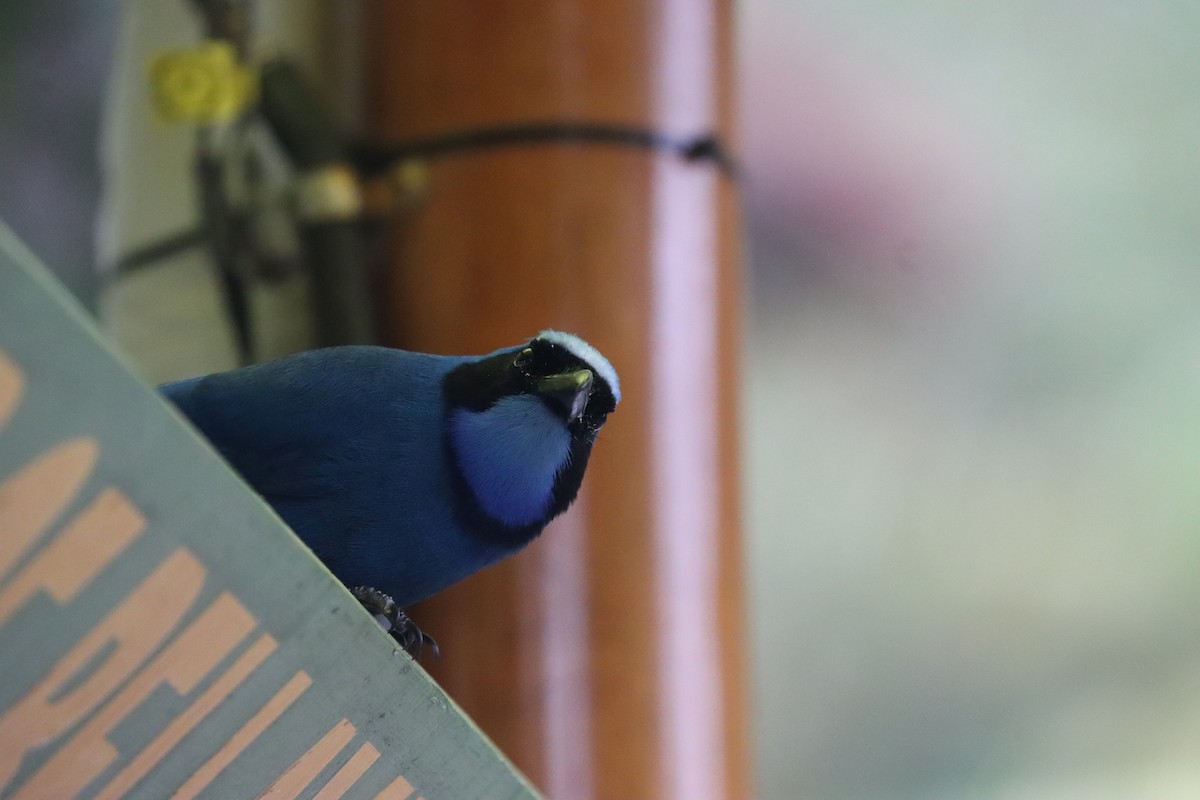 Turquoise Jay - ML641699186