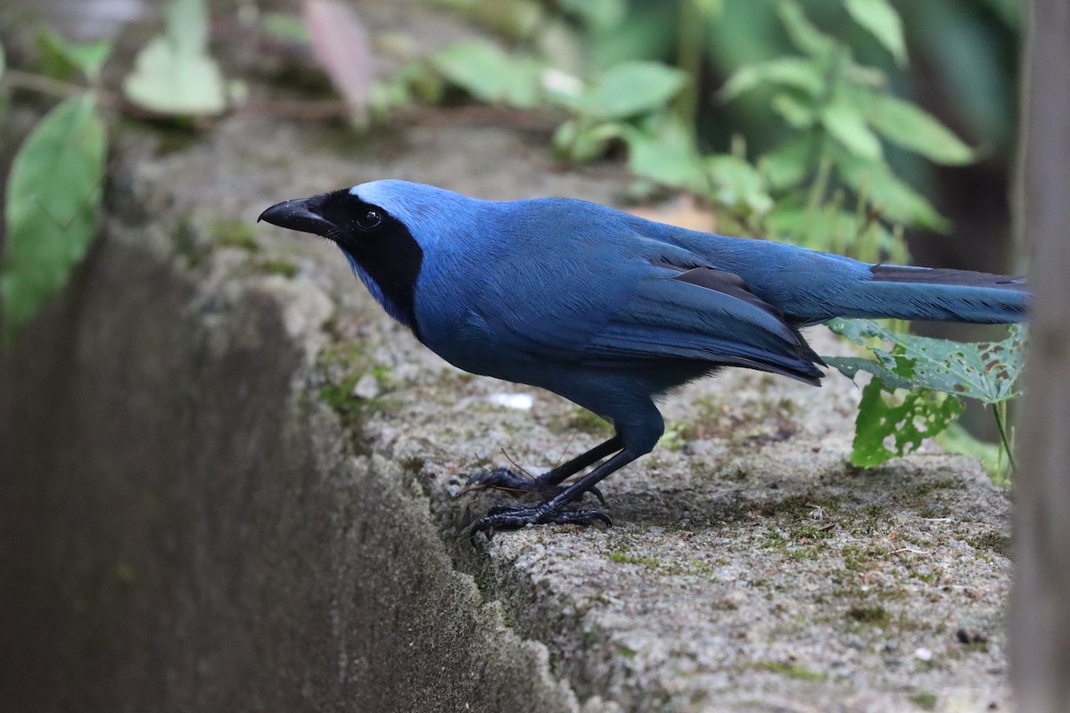 Turquoise Jay - ML641699187