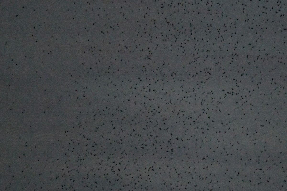 Tree Swallow - ML641699209