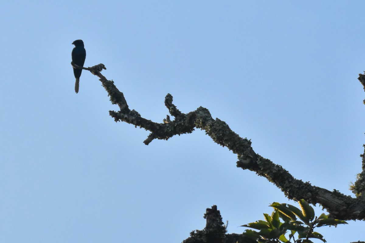 Bronzed Drongo - ML641699216