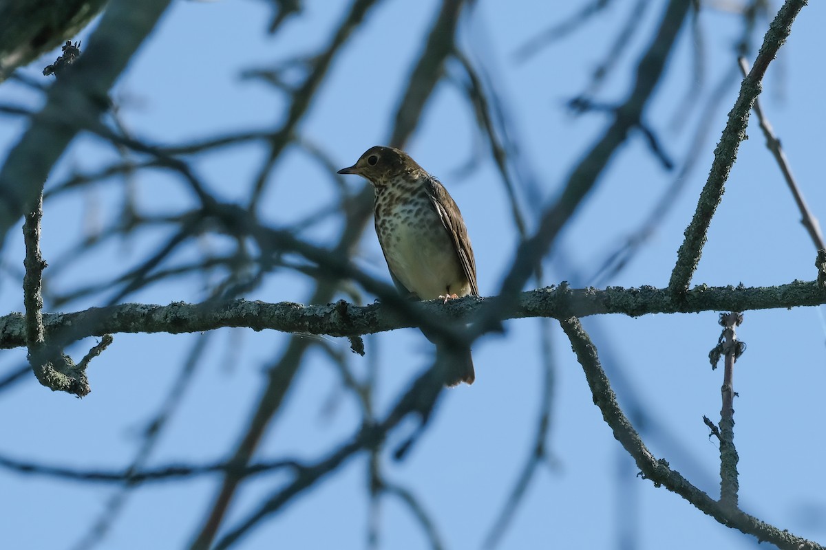 Swainson's Thrush - ML641699224