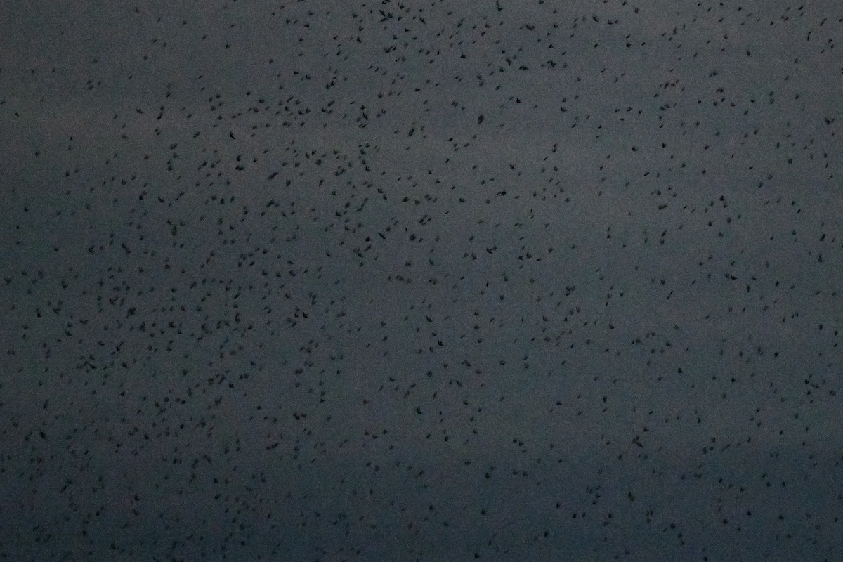 Tree Swallow - ML641699253