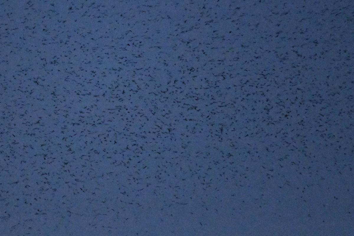 Tree Swallow - ML641699273