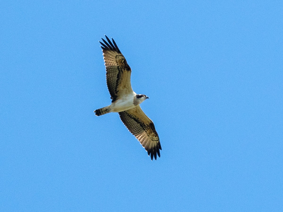 Osprey - ML641699298