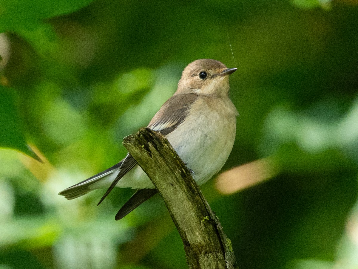 European Pied Flycatcher - ML641699299