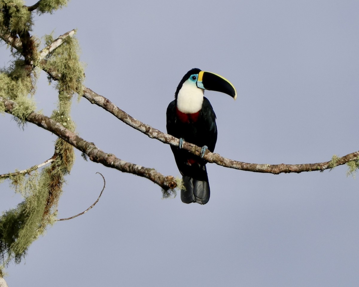 White-throated Toucan (Cuvier's) - ML641699309