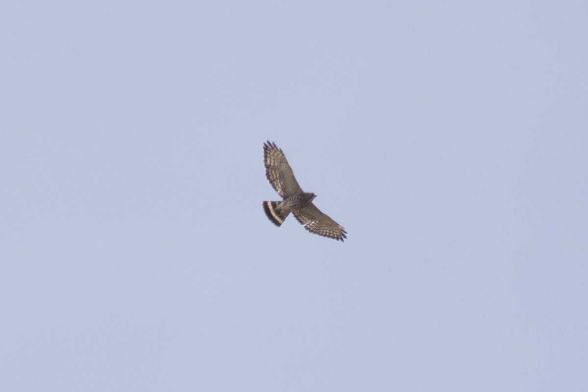 Broad-winged Hawk - ML641699314