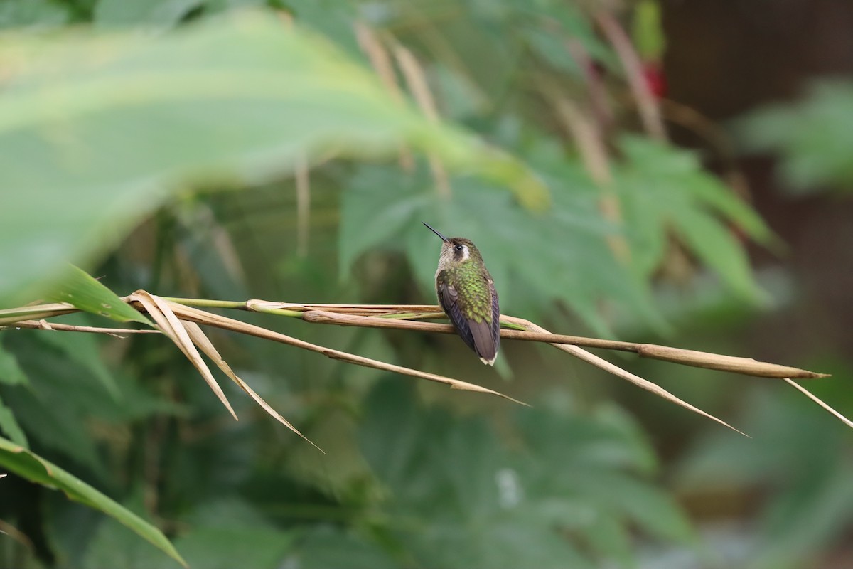 Speckled Hummingbird - ML641699315
