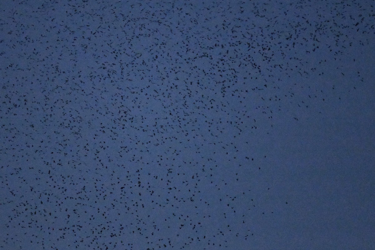 Tree Swallow - ML641699316