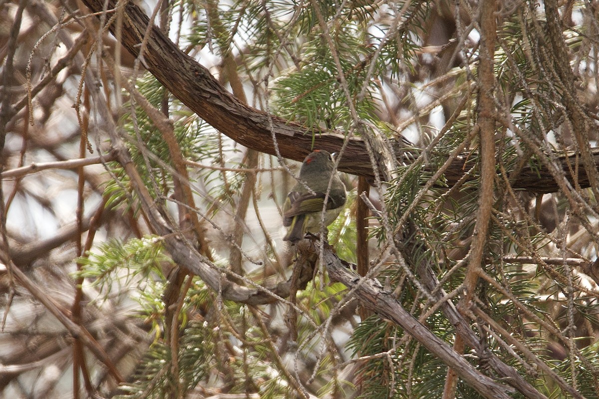 Ruby-crowned Kinglet - ML641699320