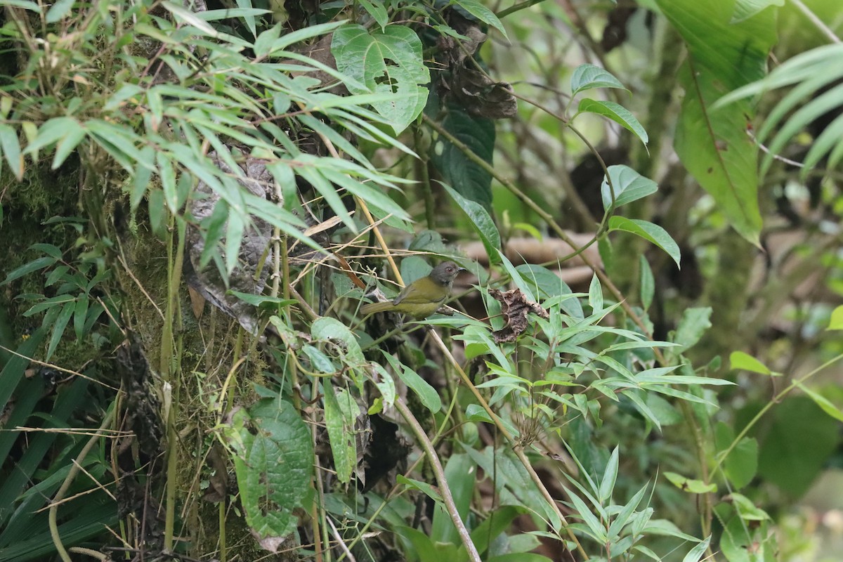 Dusky Chlorospingus - ML641699330