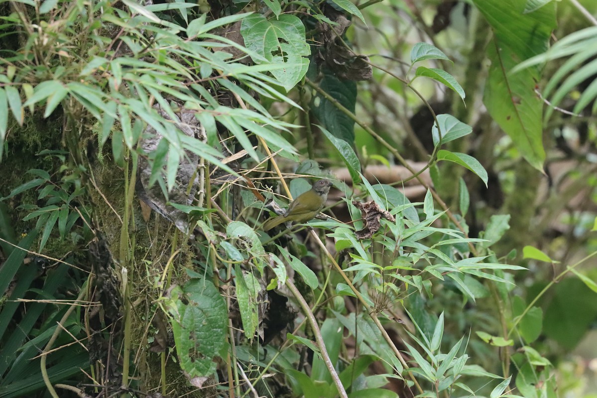 Dusky Chlorospingus - ML641699331