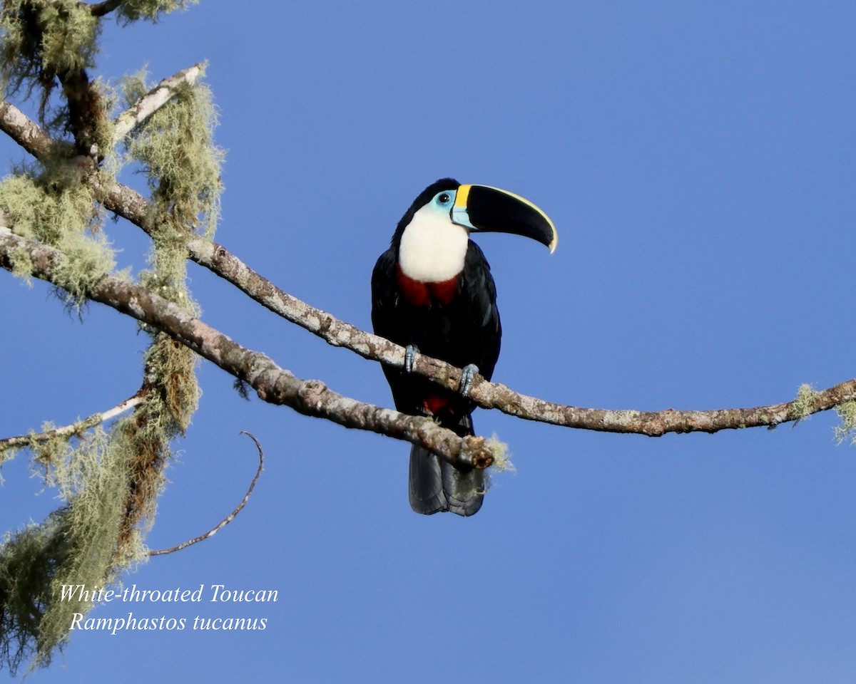 White-throated Toucan (Cuvier's) - ML641699376