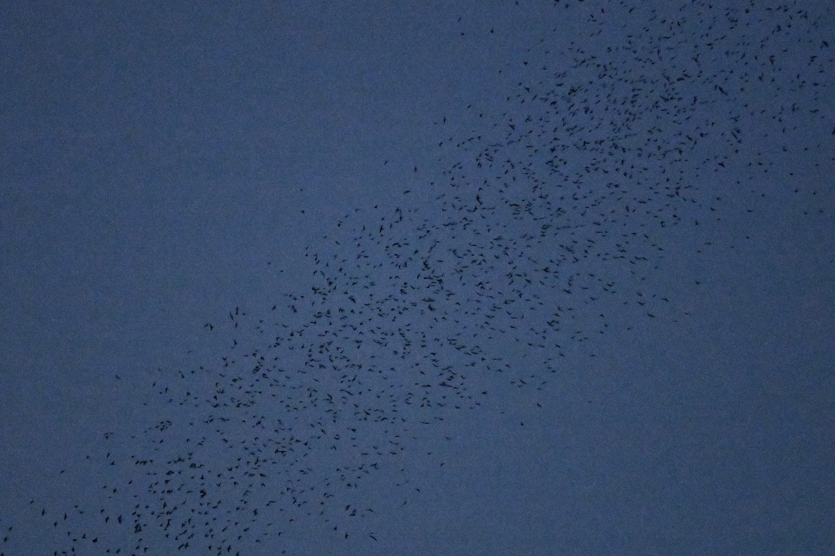 Tree Swallow - ML641699410