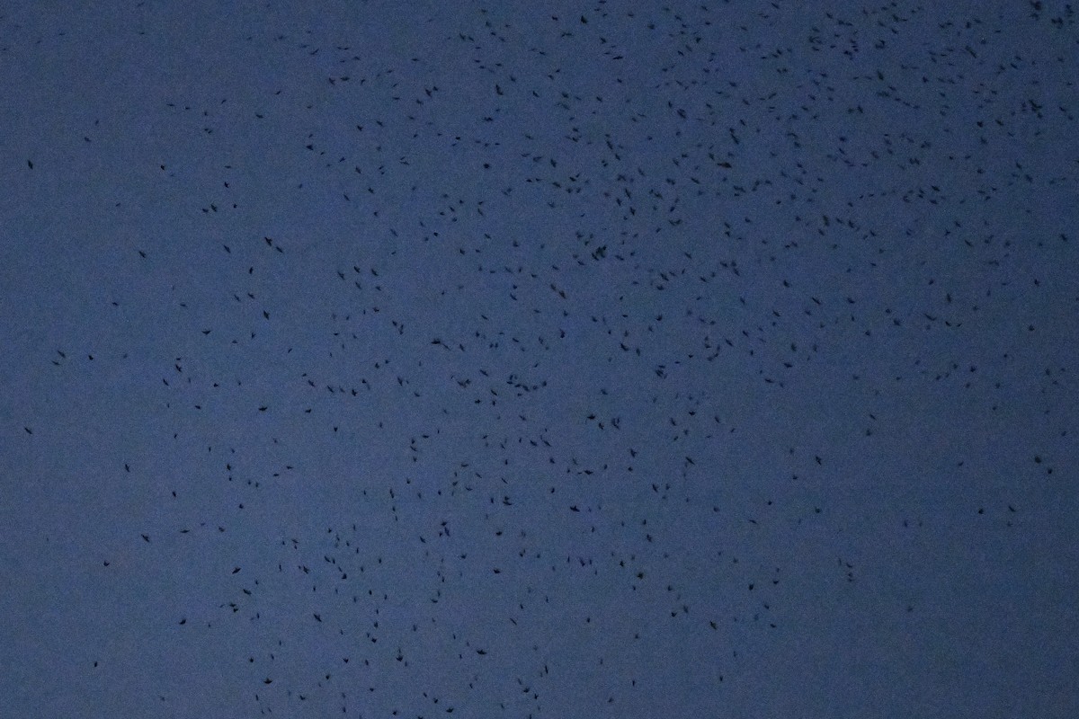 Tree Swallow - ML641699443