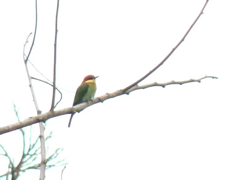 Chestnut-headed Bee-eater - ML641699445