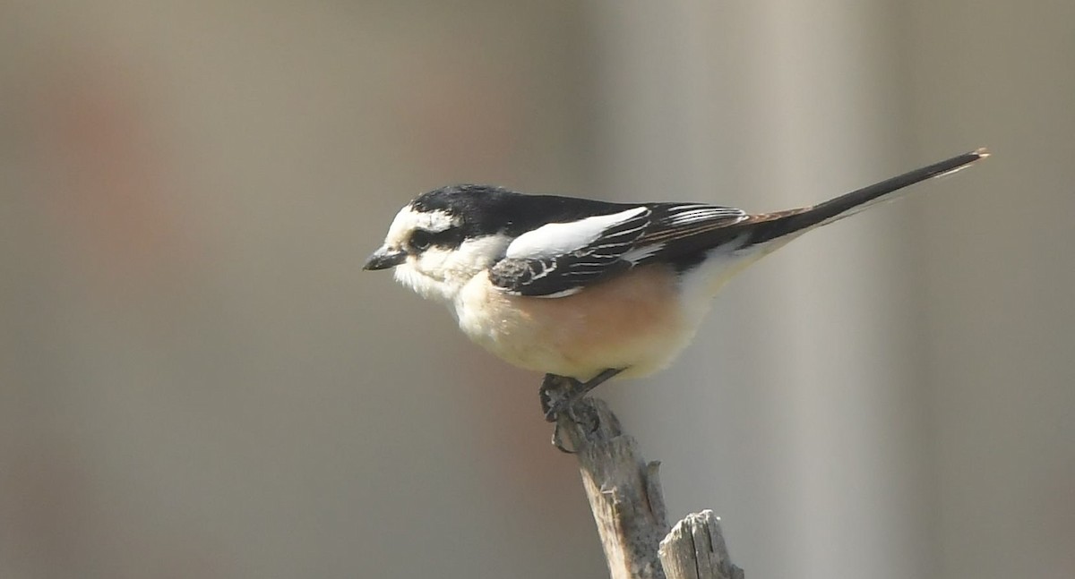 Masked Shrike - ML641699447
